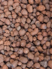 office plants leca office plants leca